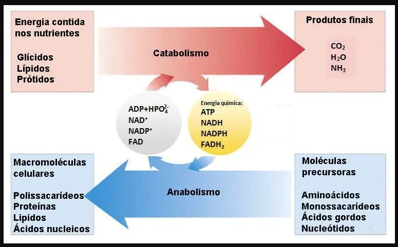 que es catabolismo y anabolismo