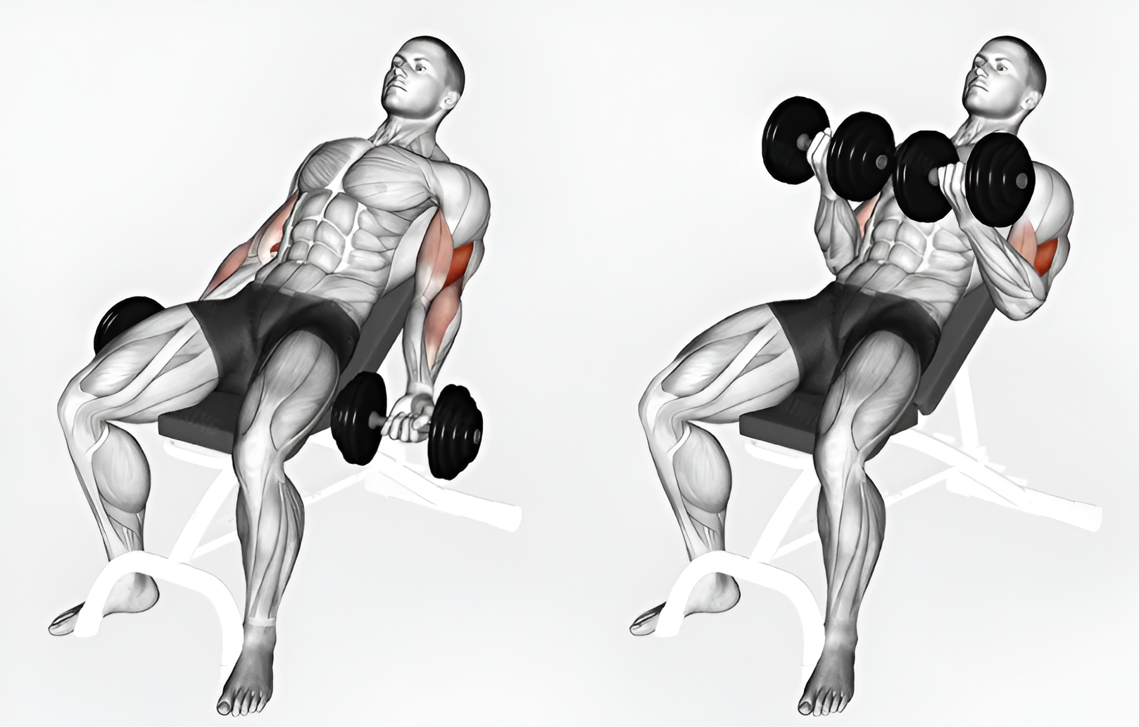 Ejercicio curl bíceps en banco inclinado mancuernas