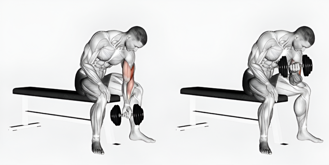 Curl de bíceps sentado concentrado