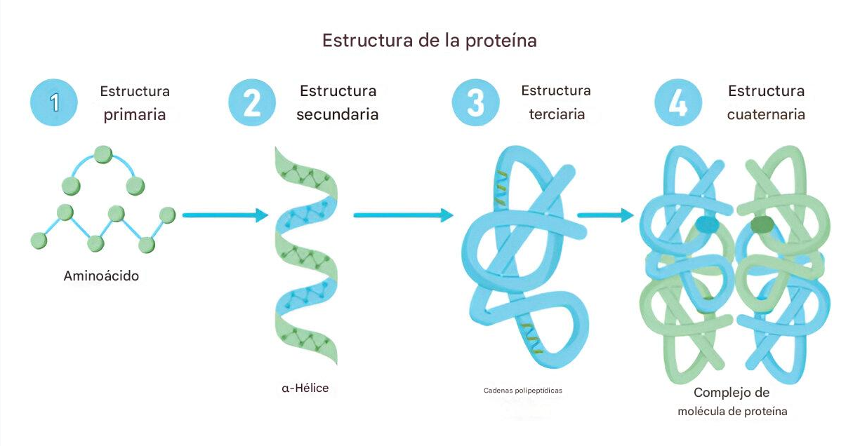Síntesis proteica y frecuencia optima 2 Estructura de la proteína