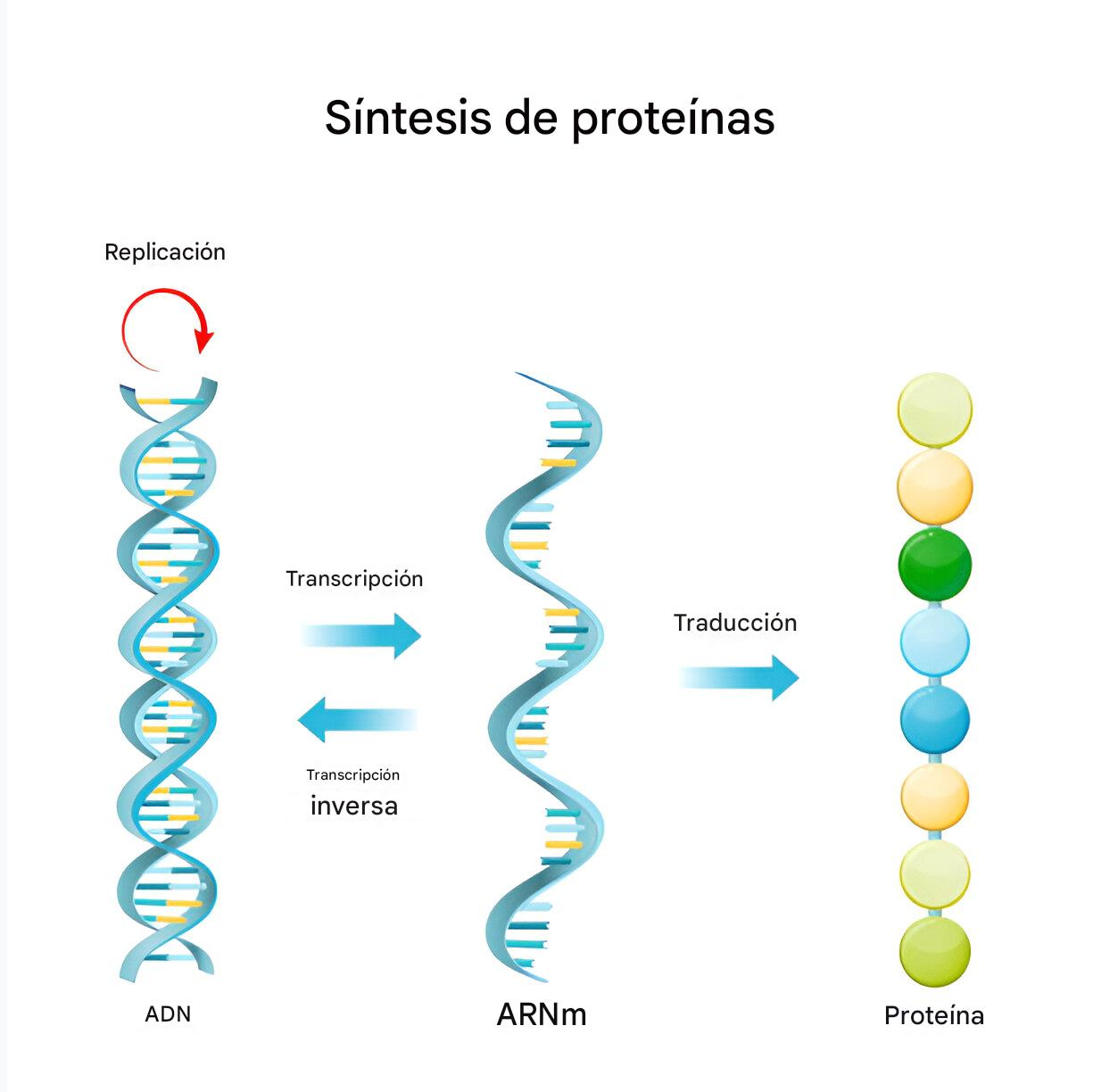 Síntesis proteica y frecuencia optima 1 Síntesis proteica