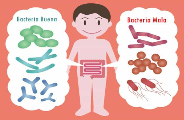 La comida y el intestino: amigos desde el primer dĆa 1 Intestino y comida