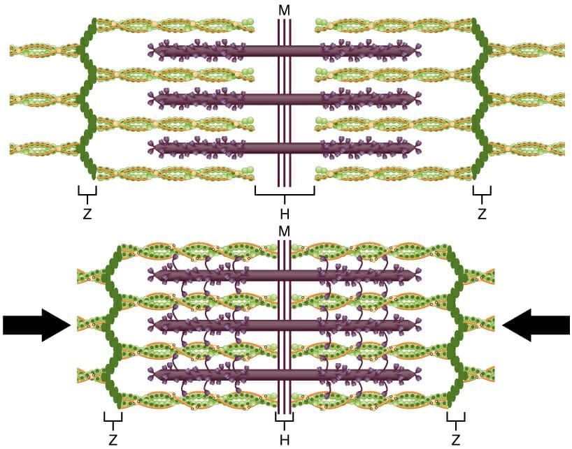 Sistema Muscular | Músculos del cuerpo humano 2 image