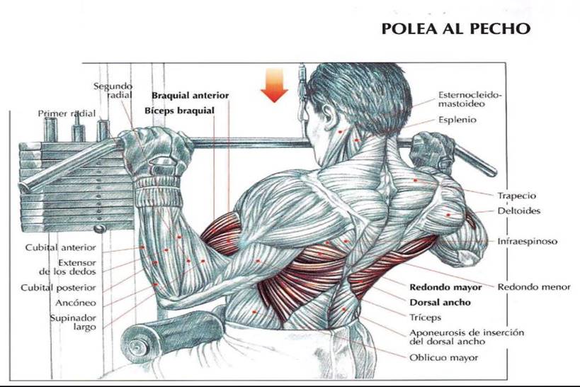 ¿Cómo empiezo a entrenar la fuerza si nunca lo he hecho antes? 3 jalon-al-pecho-ejercicio