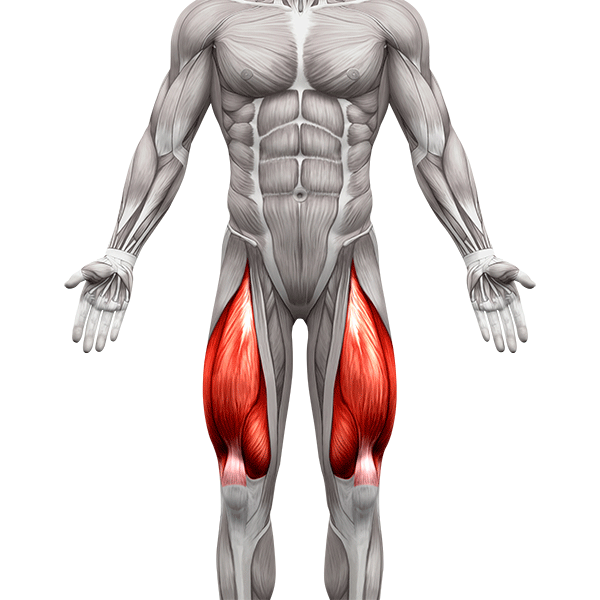 músculos de los cuádriceps