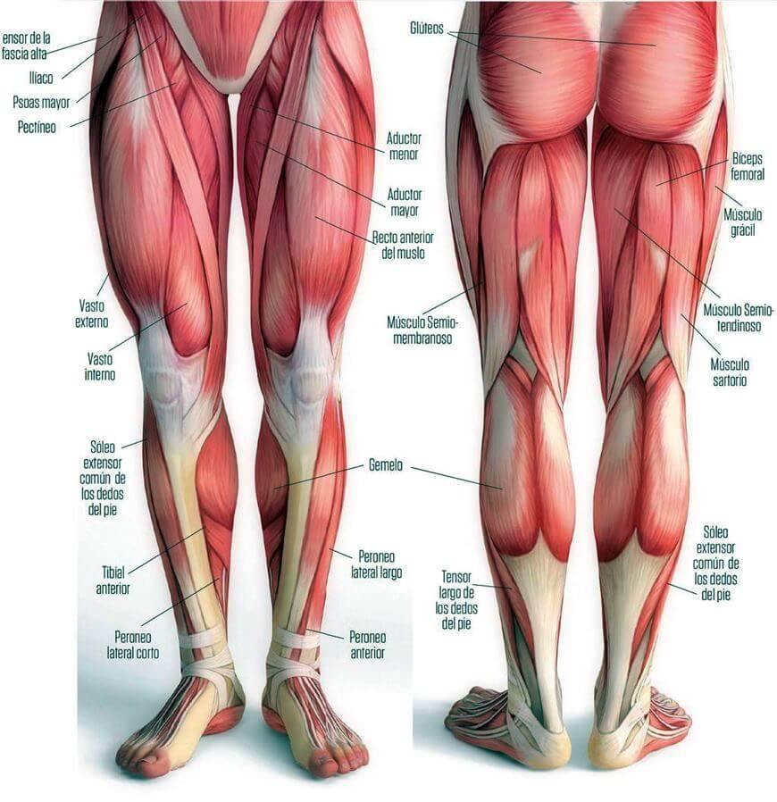 Músculos de la parte inferior del cuerpo humano