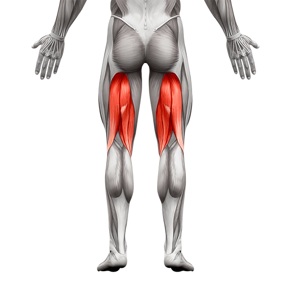 musculos-iquiotibiales