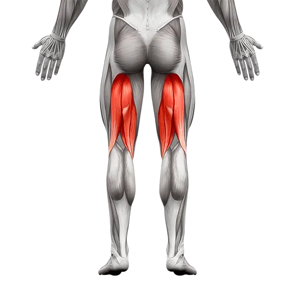 musculos-iquiotibiales