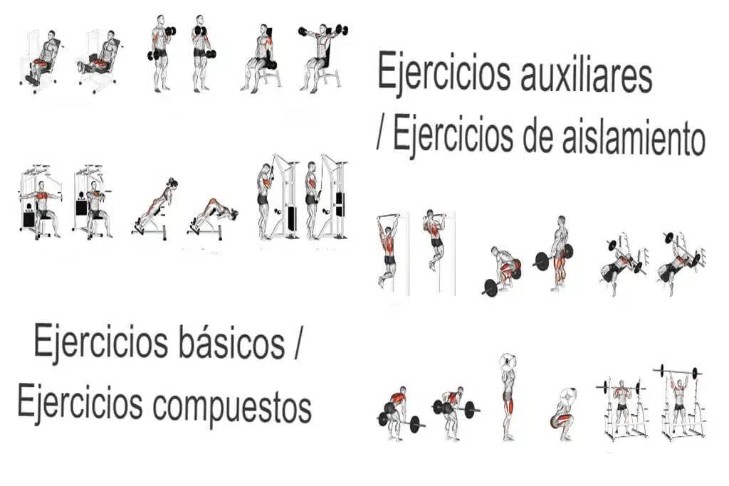 ¿Qué ejercicios son útiles? ¿Ejercicios básicos (ejercicios compuestos) o ejercicios auxiliares (ejercicios de aislamiento)? La selección de ejercicios para tu entrenamiento es crucial.