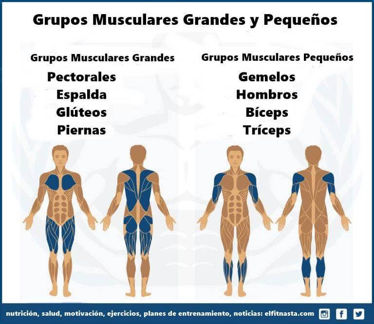 Orden de grupos musculares y ejercicios de entrenamiento durante el entrenamiento 1 Los grupos de músculos se dividen aproximadamente en grupos de músculos grandes y pequeños. (Grupos musculares grande: isquiotibiales, glúteos, espalda, pecho; Pequeños grupos musculares: gemelos, hombros, tríceps, bíceps)