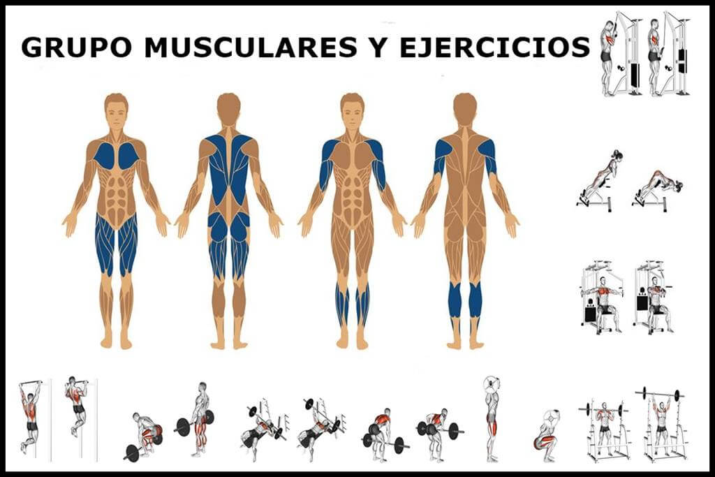 Orden de grupos musculares y ejercicios de entrenamiento durante el entrenamiento 3 Desglose de los diferentes grupos musculares