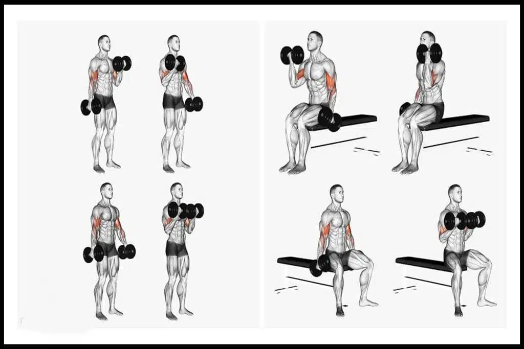 os curls de bíceps con mancuernas se utilizan principalmente para entrenar el músculo bíceps (musculus biceps brachii).