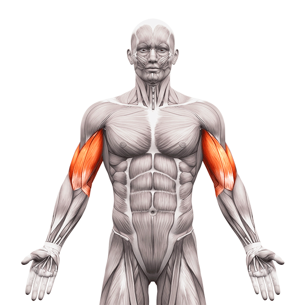 Músculos de los bíceps y tríceps - brazos