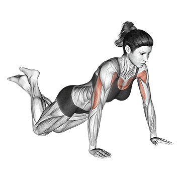 Flexiones de brazos en el suelo 4 Una variación simple de flexiones para principiantes. También conocido como flexiones de mujer.