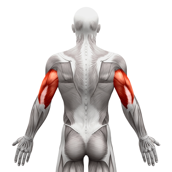 Desarrollar el Músculo Tríceps: Anatomía, Ejercicios y Estrategias de Entrenamiento 2 músculos-tríceps
