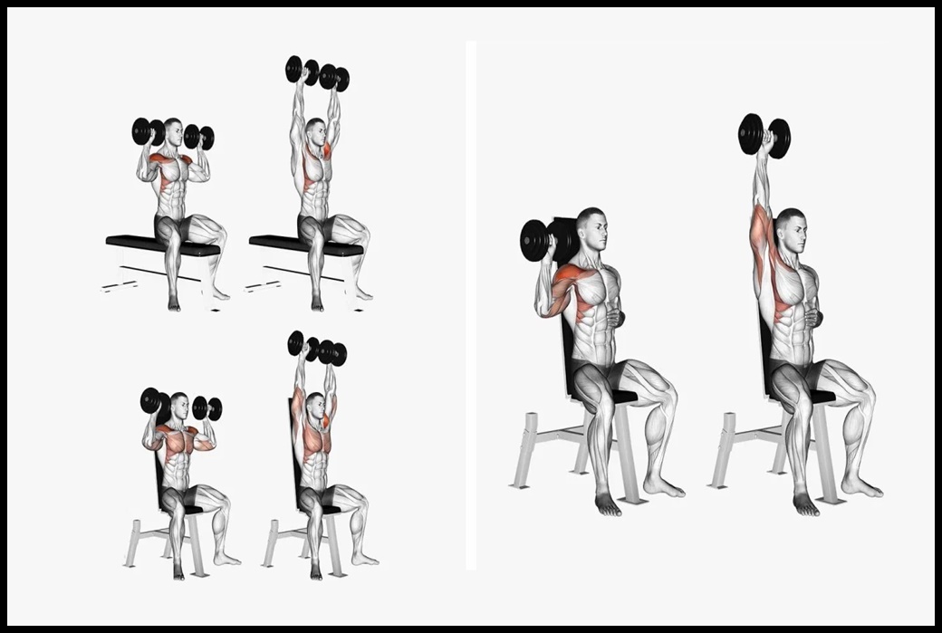 Press de hombros sentado con mancuernas
