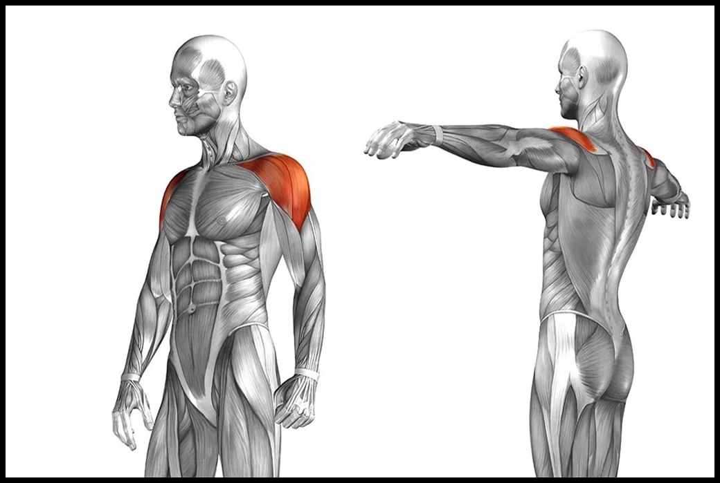 Al hacer press de hombros con mancuernas, se entrenan principalmente los músculos de los hombros.