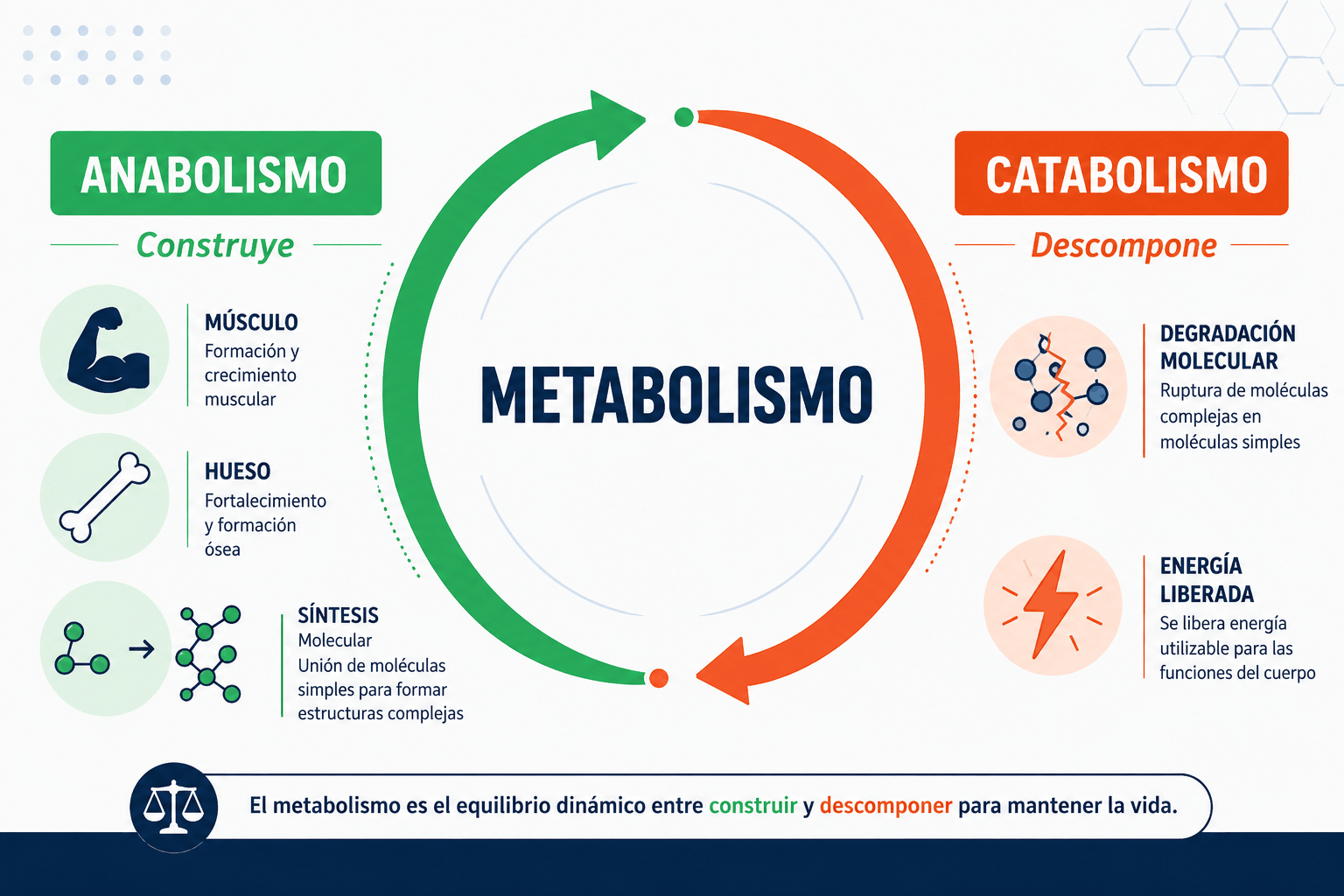 Infografía del metabolismo mostrando el ciclo entre anabolismo y catabolismo, con procesos de construcción y degradación de moléculas, formación de músculo, hueso y liberación de energía.
