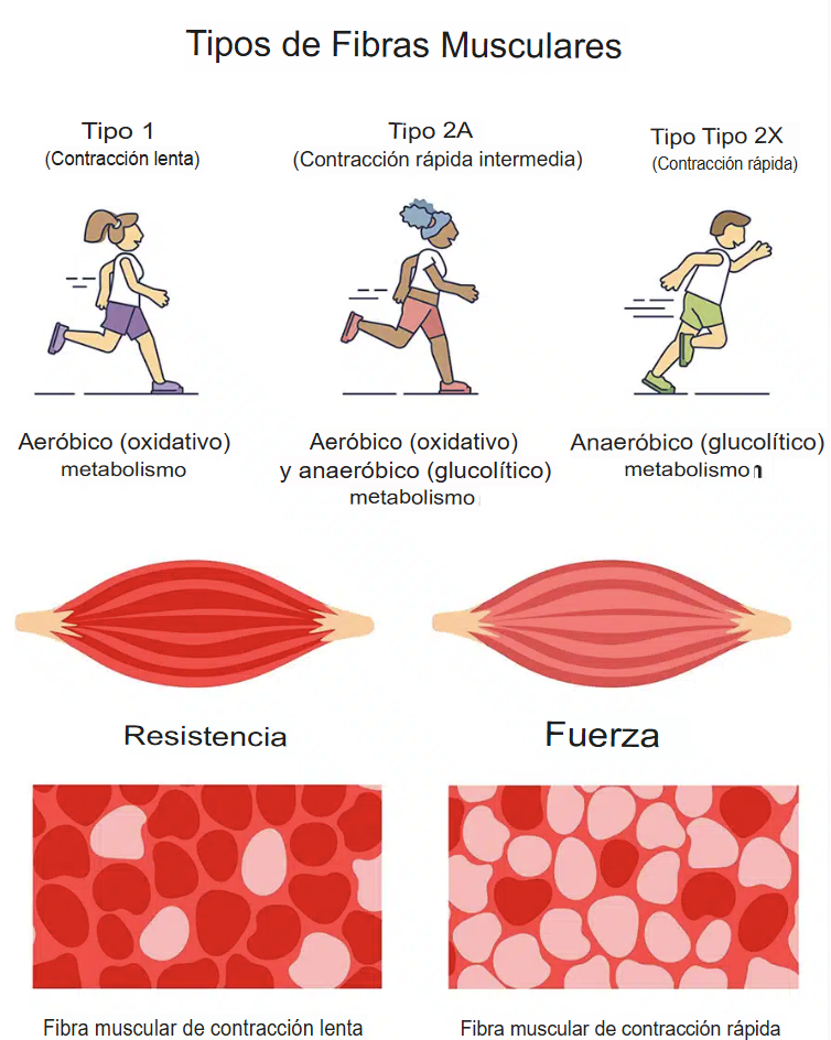 La influencia de la nutrición en el rendimiento de las fibras musculares 1 tipos de fibras musculares en el cuerpo humano