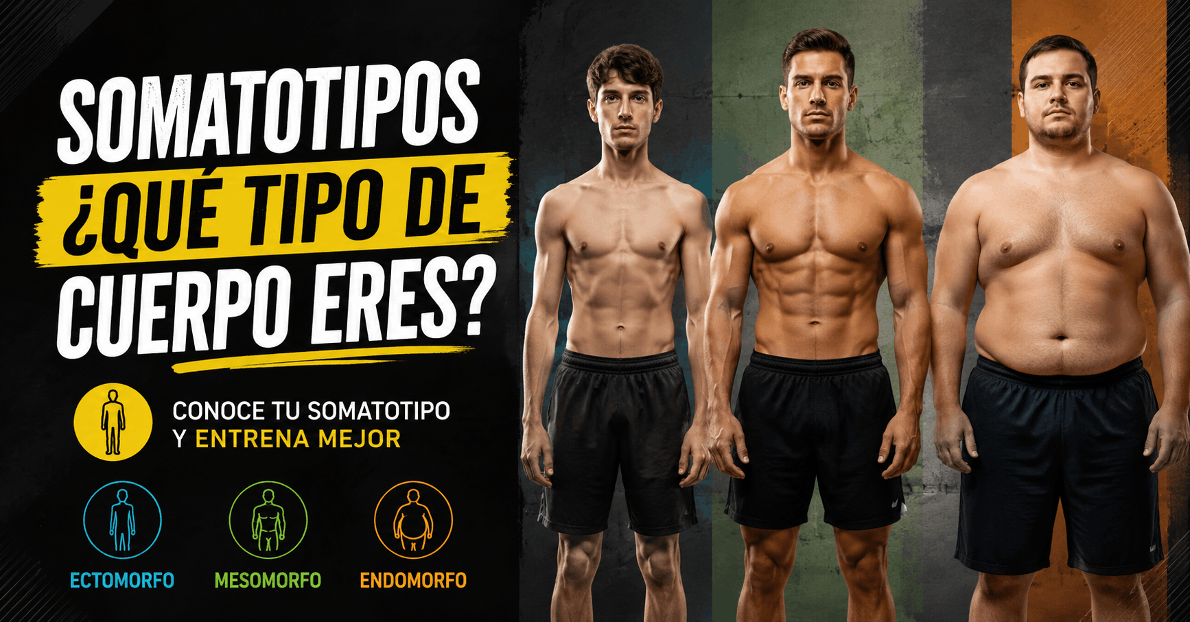 Comparación de los tres somatotipos corporales: ectomorfo, mesomorfo y endomorfo para identificar qué tipo de cuerpo tienes.