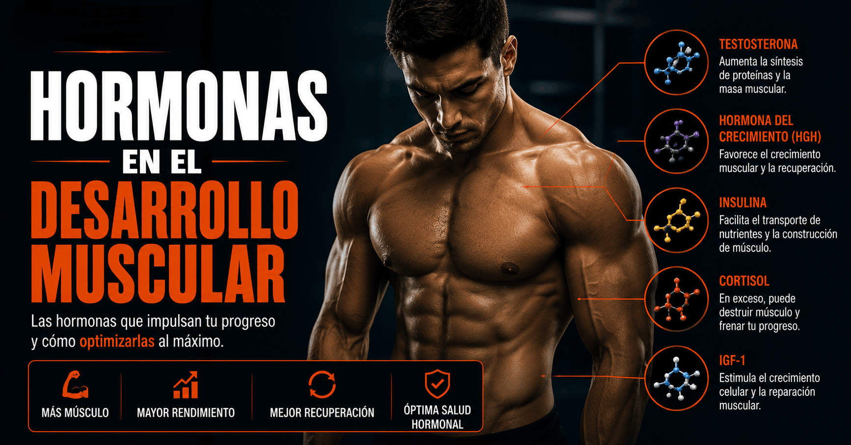 Hombre musculado en gimnasio rodeado de ilustraciones de hormonas clave para el desarrollo muscular como testosterona, hormona del crecimiento (HGH), insulina, cortisol e IGF-1. Infografía sobre la influencia hormonal en la hipertrofia, recuperación y ganancia de masa muscular.