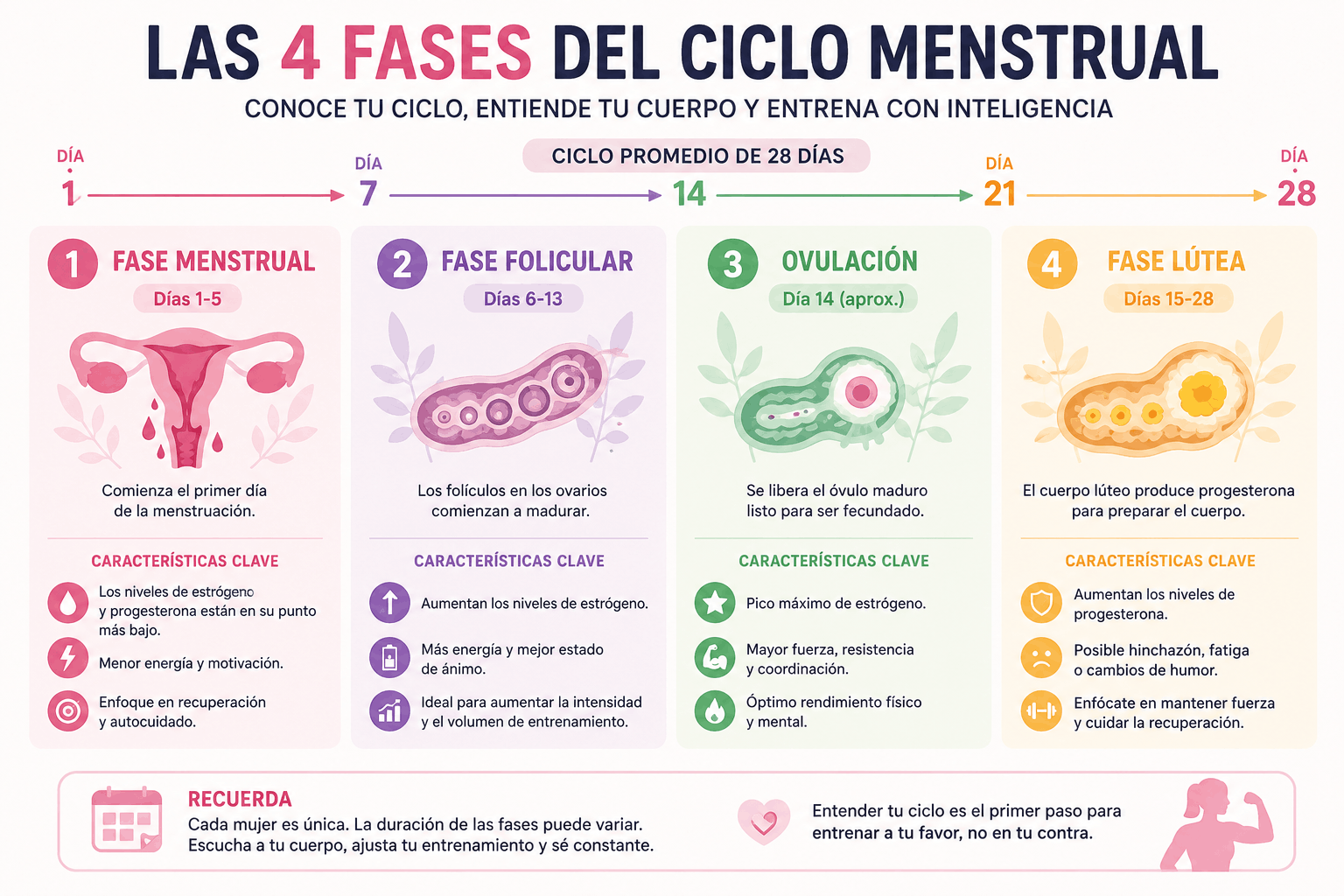 Infografía de las 4 fases del ciclo menstrual con días, cambios hormonales y recomendaciones de entrenamiento por fase