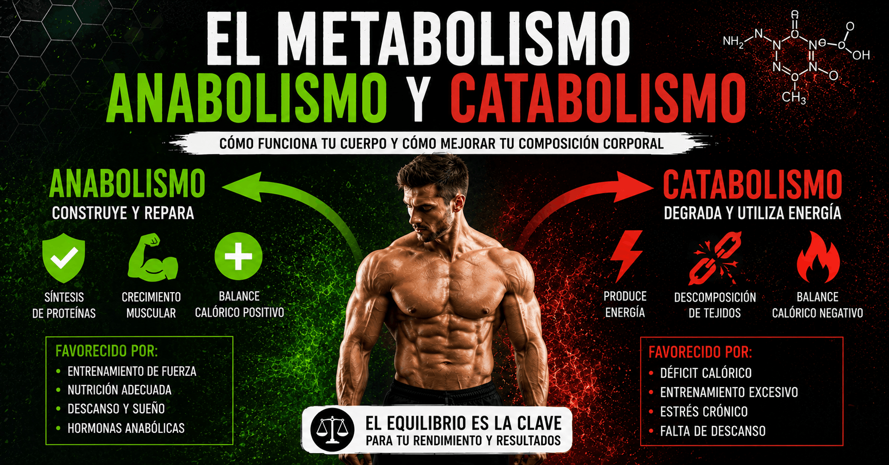 Infografía sobre el metabolismo, el anabolismo y el catabolismo explicando cómo influyen en la ganancia de músculo y el gasto energético